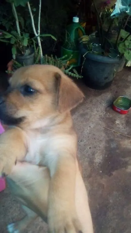 Cachorro ra a Indefinida idade 2 a 6 meses nome Filhotes