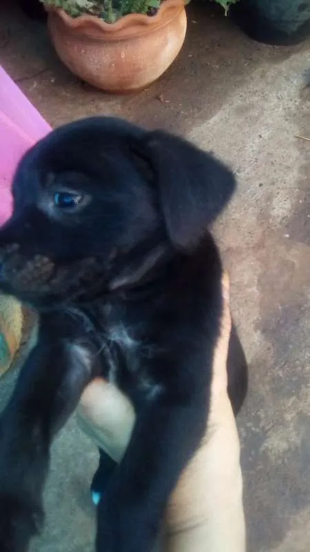 Cachorro ra a Indefinida idade 2 a 6 meses nome Filhotes