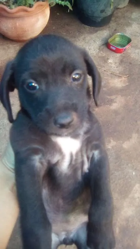 Cachorro ra a Indefinida idade 2 a 6 meses nome Filhotes
