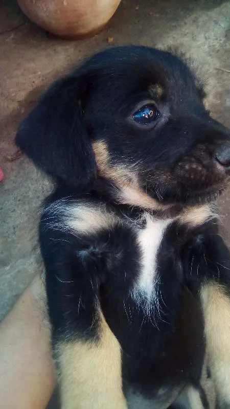 Cachorro ra a Indefinida idade 2 a 6 meses nome Filhotes
