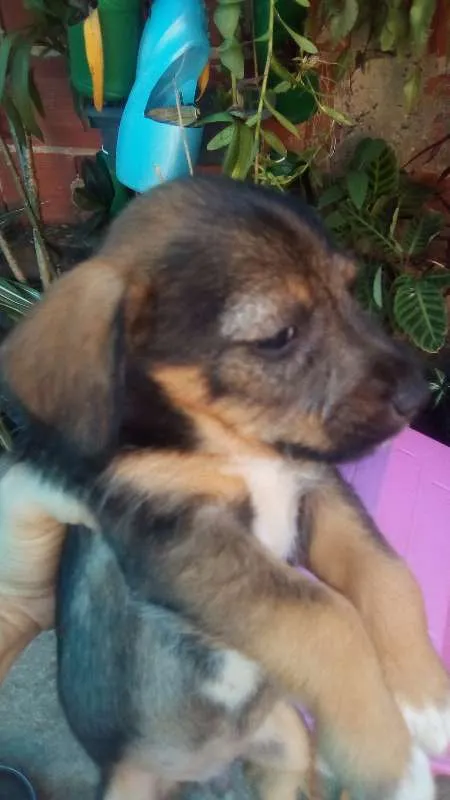 Cachorro ra a Indefinida idade 2 a 6 meses nome Filhotes