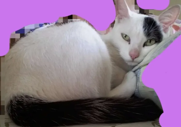 Gato ra a Srd idade 1 ano nome Marry