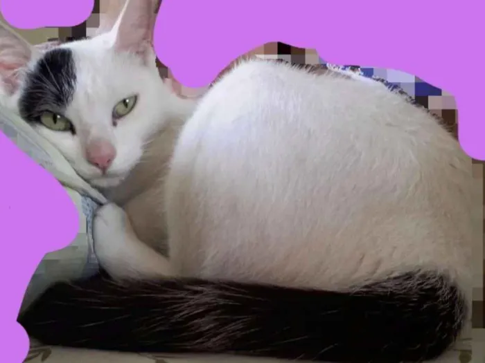 Gato ra a Srd idade 1 ano nome Marry