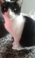 Pingo