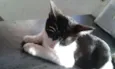Pingo