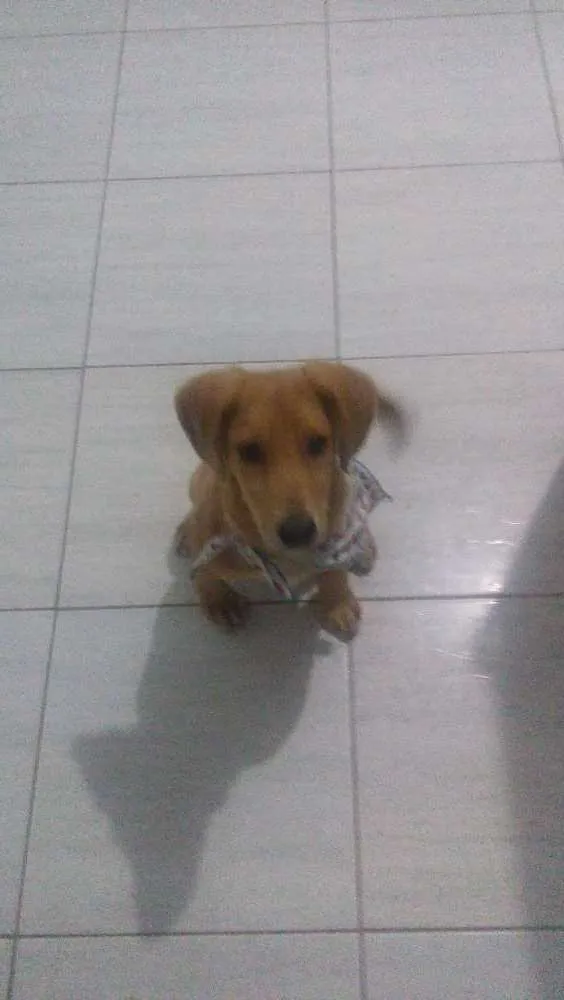 Cachorro ra a Mãe labrador e pai desconhecid idade 2 a 6 meses nome Bruce 