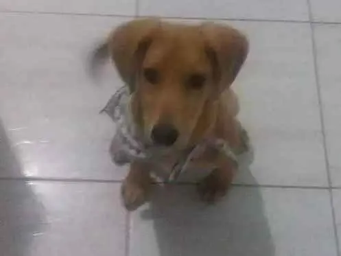 Cachorro ra a Mãe labrador e pai desconhecid idade 2 a 6 meses nome Bruce 