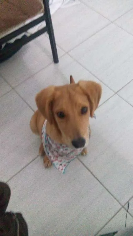 Cachorro ra a Mae labrador  pai desconhecido idade 2 a 6 meses nome Croy