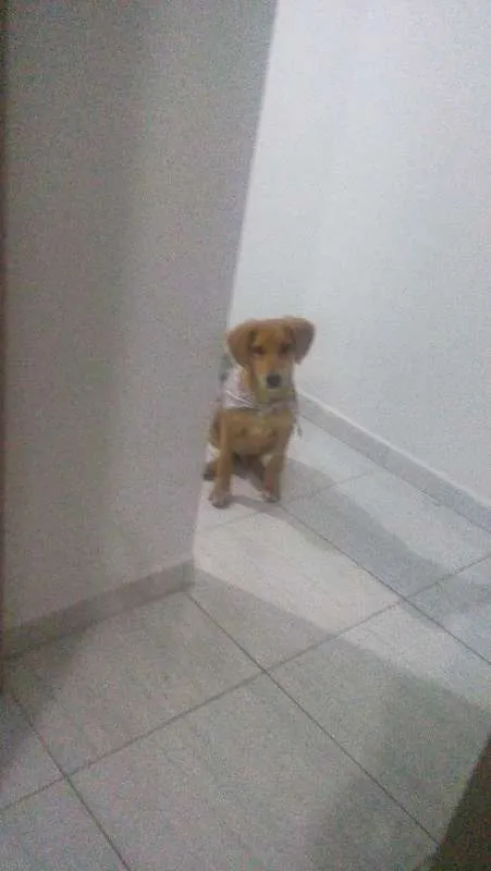 Cachorro ra a Mae labrador  pai desconhecido idade 2 a 6 meses nome Croy
