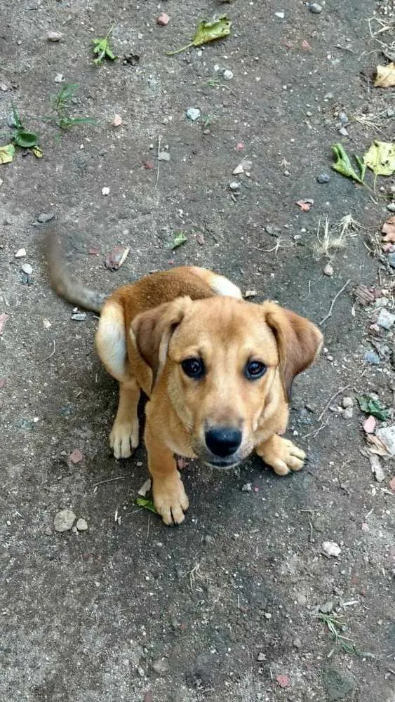 Cachorro ra a viralata idade 2 a 6 meses nome Lucas