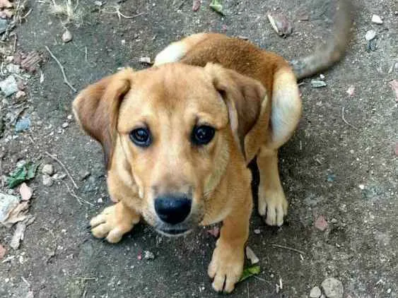 Cachorro ra a viralata idade 2 a 6 meses nome Lucas