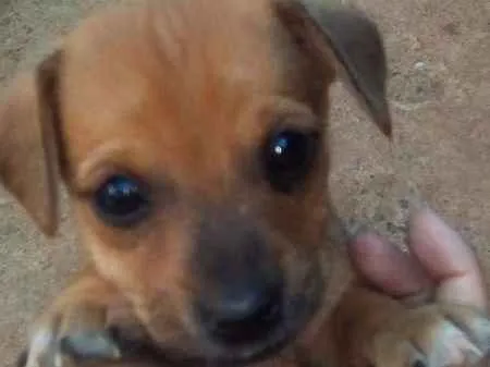 Cachorro ra a Indefinida idade 2 a 6 meses nome Filhotes