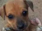 Cachorro raça Indefinida idade 2 a 6 meses nome Filhotes
