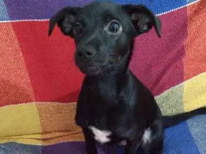 Cachorro raça SRD idade 2 a 6 meses nome HULK