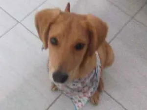 Cachorro raça Mae labrador  pai desconhecido idade 2 a 6 meses nome Croy