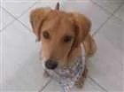 Cachorro raça Mae labrador  pai desconhecido idade 2 a 6 meses nome Croy