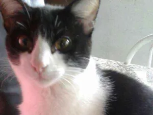 Gato raça Branco e preto  idade 7 a 11 meses nome Pingo