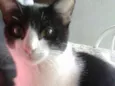 Pingo