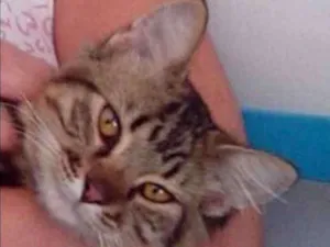 Gato raça  idade 1 ano nome Siará