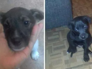 Cachorro raça Mestiço labrador  idade 2 a 6 meses nome Negao e marli