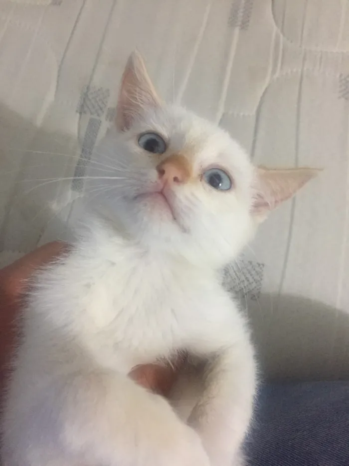 Gato ra a  idade  nome Jackie