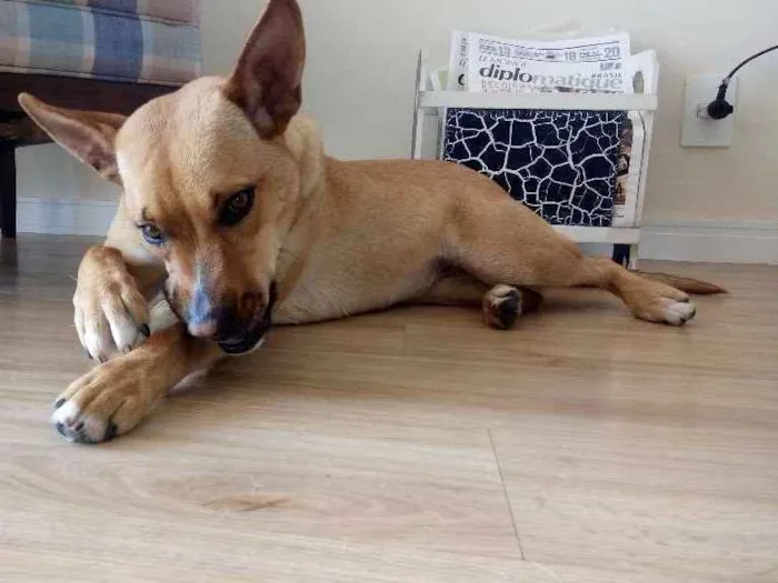 Cachorro ra a Vira-Lata idade 2 anos nome Nina