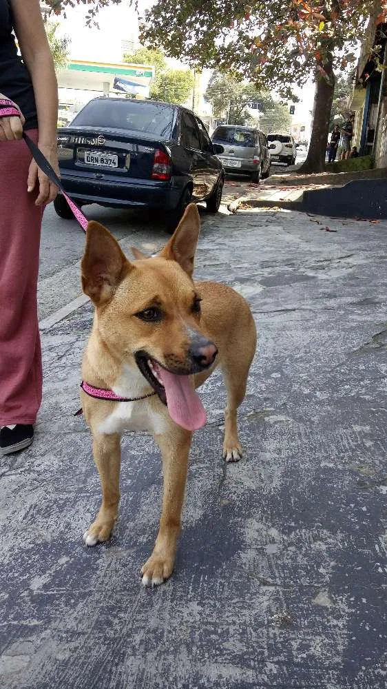 Cachorro ra a Vira-Lata idade 2 anos nome Nina
