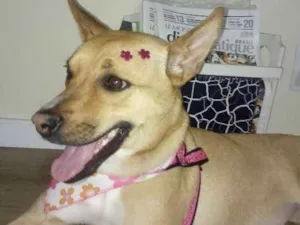 Cachorro raça Vira-Lata idade 2 anos nome Nina