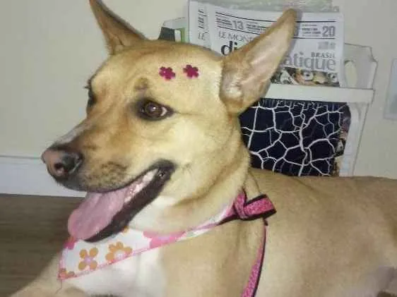 Cachorro ra a Vira-Lata idade 2 anos nome Nina