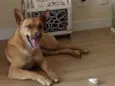 Nina
