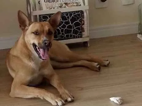 Cachorro ra a Vira-Lata idade 2 anos nome Nina