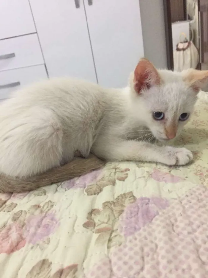 Gato ra a  idade  nome Jackie
