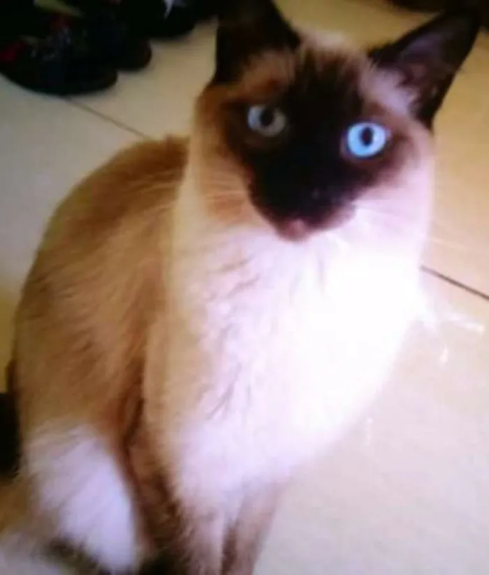 Gato ra a SRD idade 1 ano nome Pérola