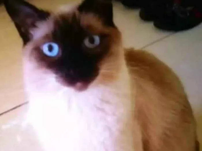 Gato ra a SRD idade 1 ano nome Pérola