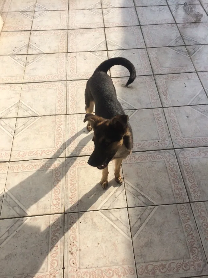 Cachorro ra a Sem Raça Definida idade 7 a 11 meses nome Duff 