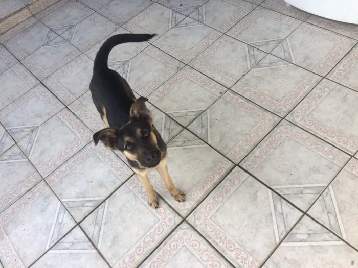 Cachorro ra a Sem Raça Definida idade 7 a 11 meses nome Duff 
