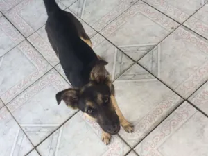 Cachorro raça Sem Raça Definida idade 7 a 11 meses nome Duff 
