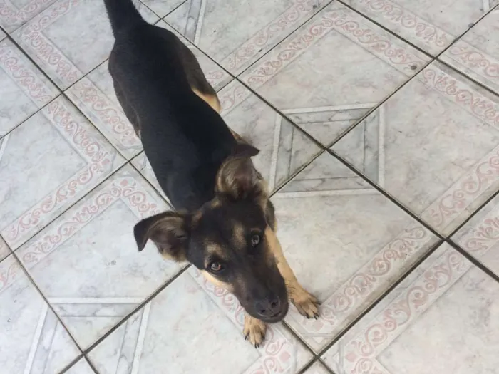 Cachorro ra a Sem Raça Definida idade 7 a 11 meses nome Duff 