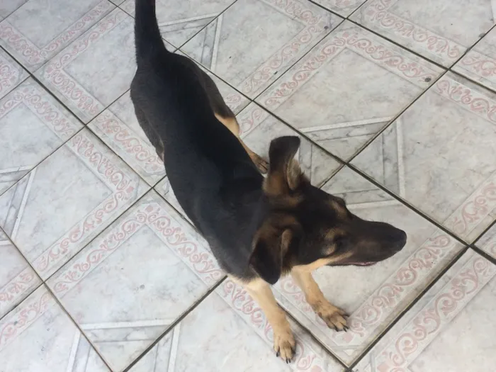 Cachorro ra a Sem Raça Definida idade 7 a 11 meses nome Duff 