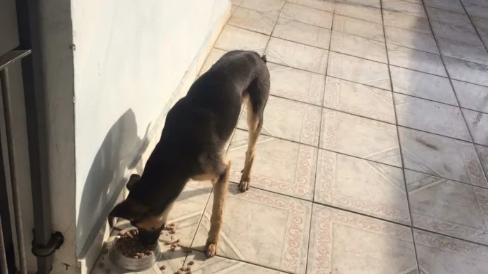 Cachorro ra a Sem Raça Definida idade 7 a 11 meses nome Duff 
