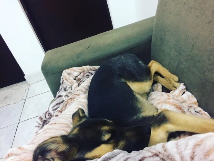 Cachorro ra a Sem Raça Definida idade 7 a 11 meses nome Duff 