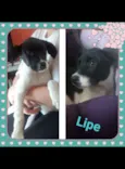 Lipe