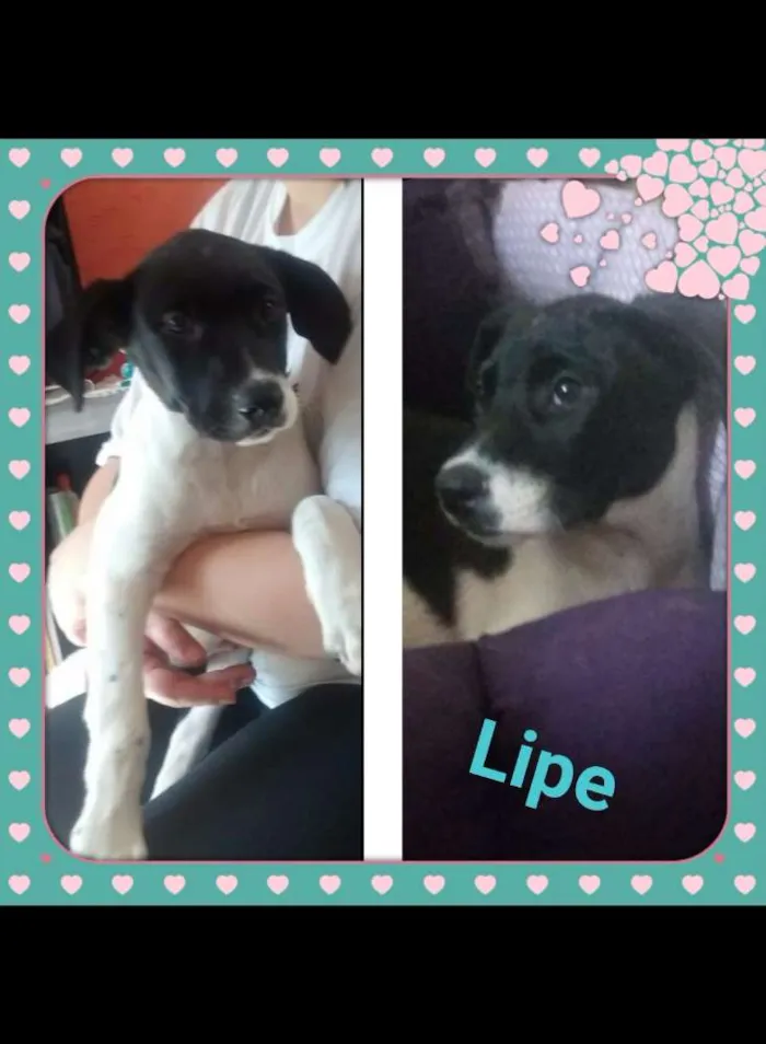 Cachorro ra a Srd  idade 2 a 6 meses nome Lipe