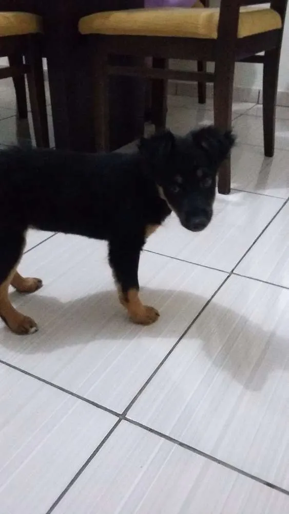 Cachorro raça Desconhecida idade 2 a 6 meses nome Akira