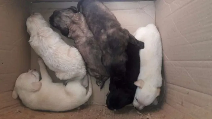 Cachorro ra a Indefinida  idade Abaixo de 2 meses nome Sem nome 