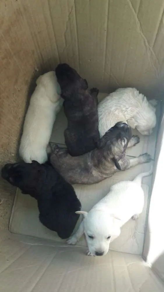 Cachorro ra a Indefinida  idade Abaixo de 2 meses nome Sem nome 