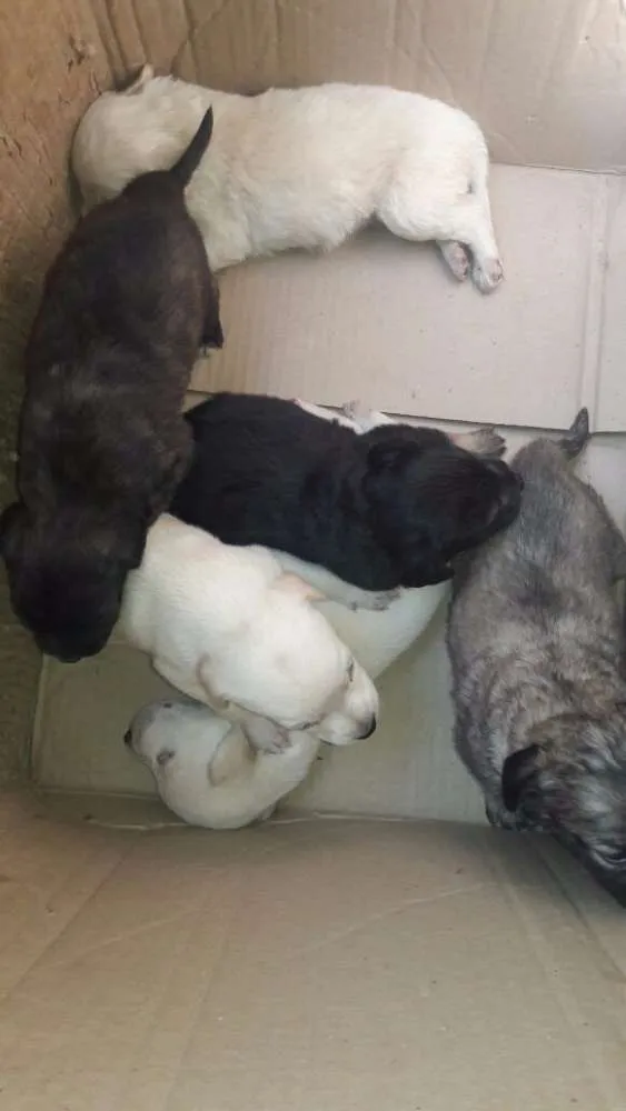 Cachorro ra a Indefinida  idade Abaixo de 2 meses nome Sem nome 