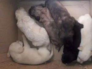 Cachorro raça Indefinida  idade Abaixo de 2 meses nome Sem nome 