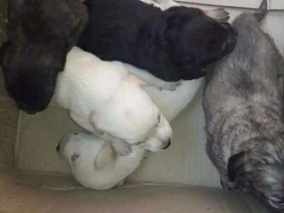 Cachorro ra a Indefinida  idade Abaixo de 2 meses nome Sem nome 