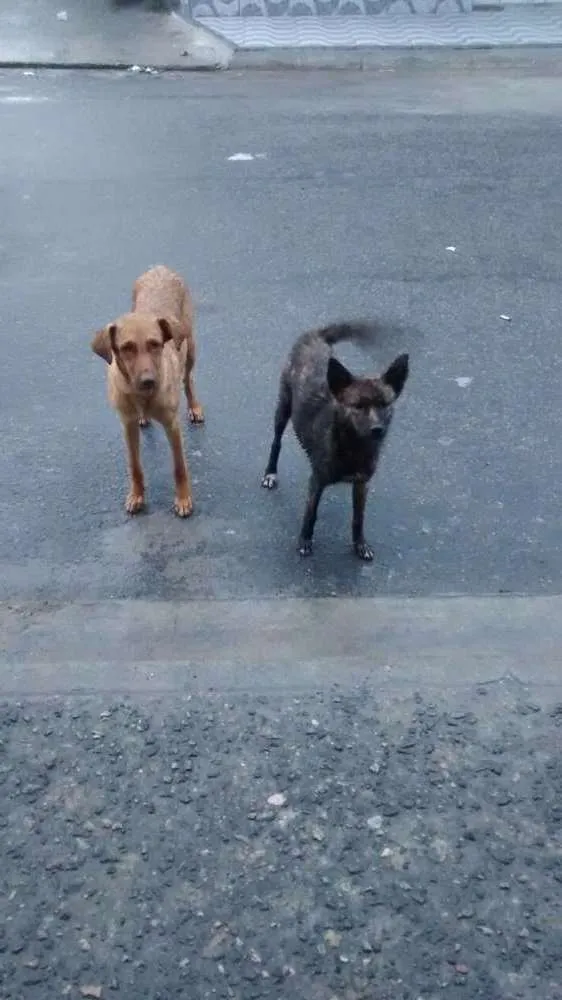 Cachorro ra a Vira lata idade 1 ano nome Xana